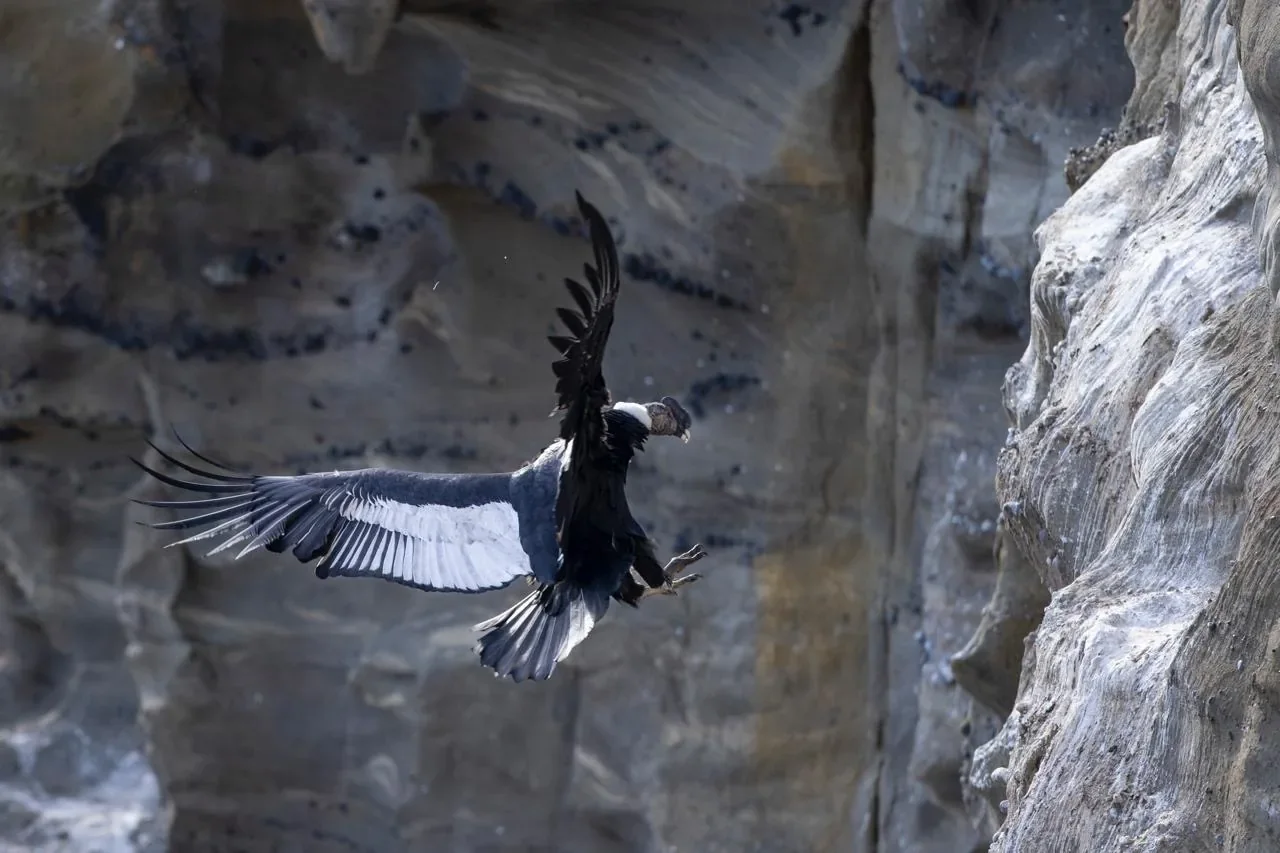 Premium Condor Safari