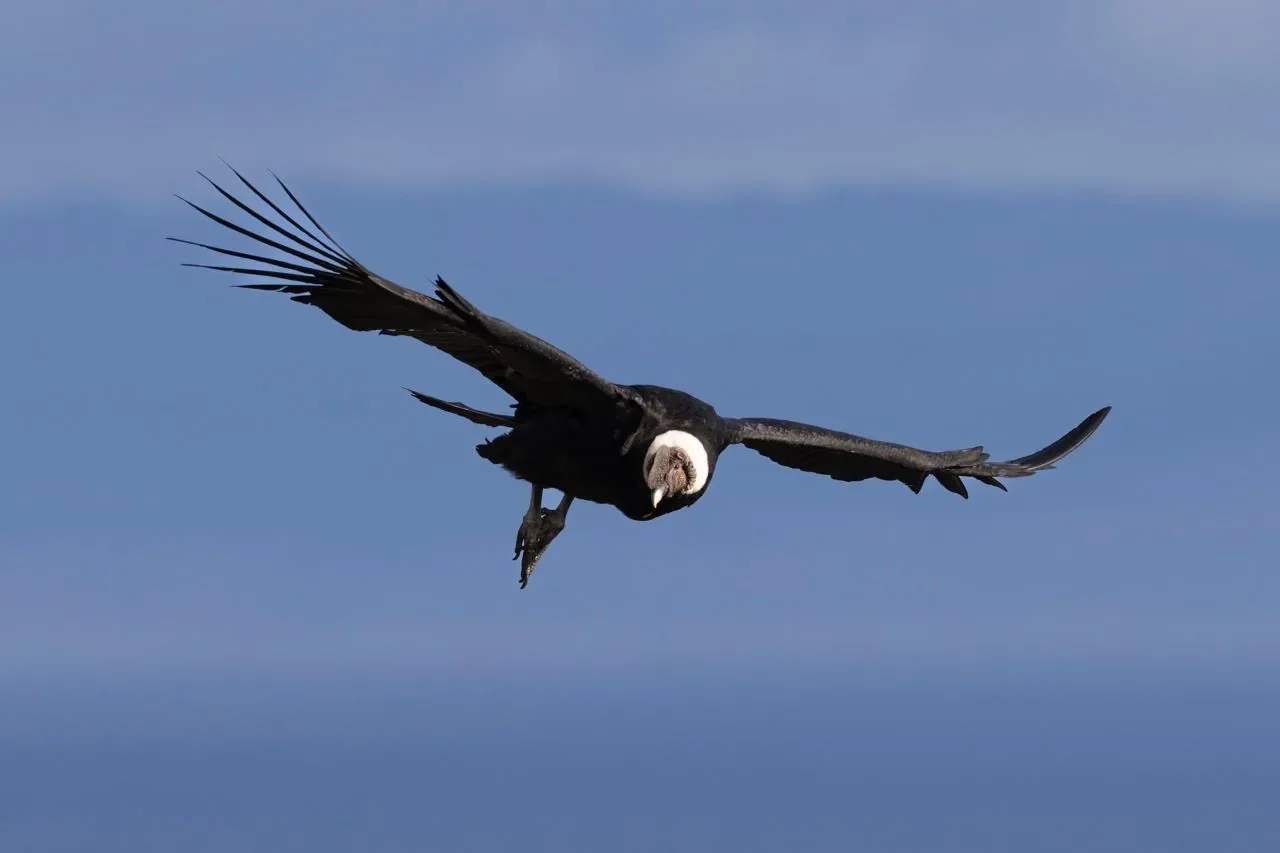 Premium Condor Safari