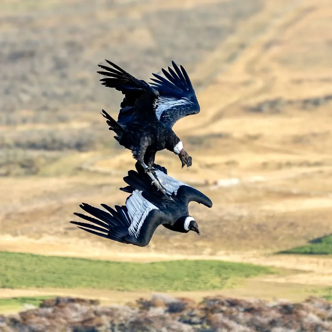Premium Condor Safari